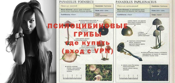 гашик Богданович